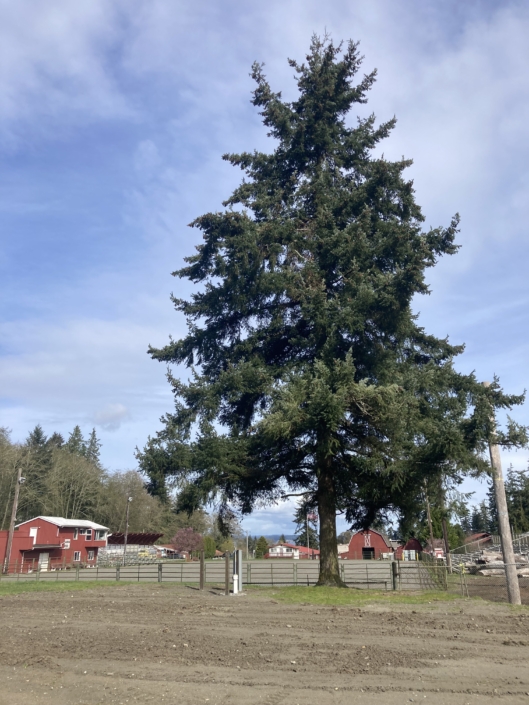 Island County Fairgrounds — photo 6